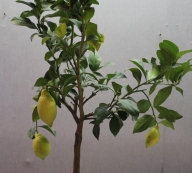 Комнатный лимон с плодами 